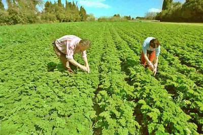 Des zones agricoles variées