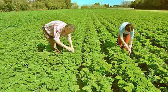 Des zones agricoles variées